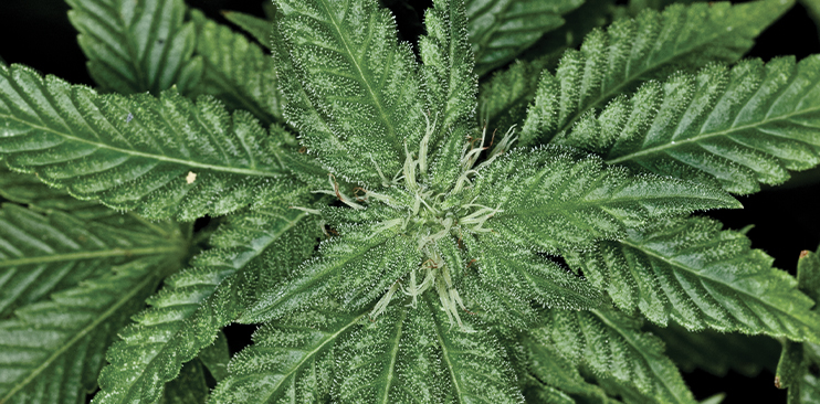 Cannabis bud close-up photo.